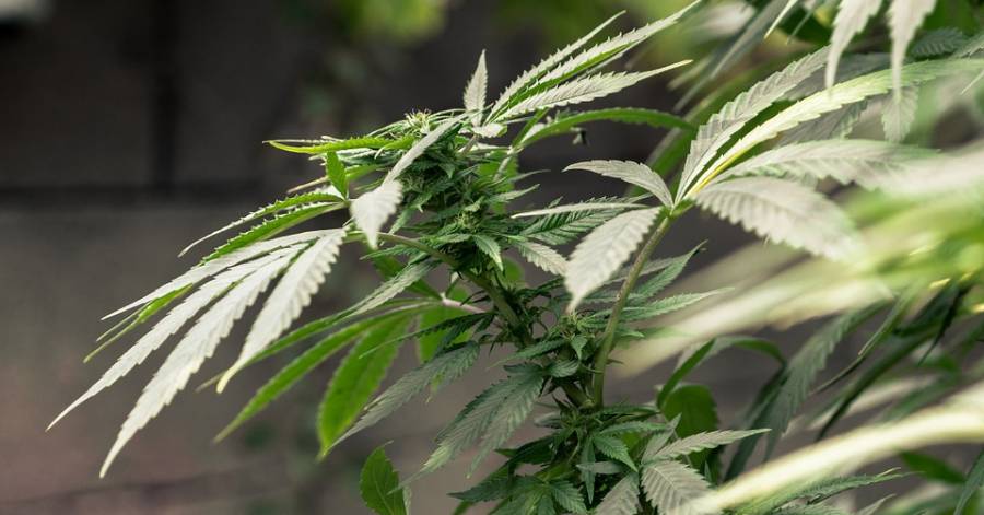 France - Fumer un joint est maintenant passible d'une amende de 200 euros !