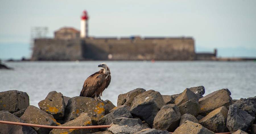 Cap d'Agde - Insolite vautour fauve... dans le port du cap d'Agde !