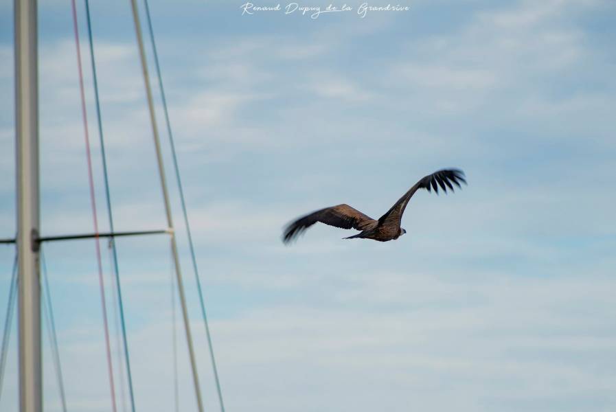 Cap d'Agde - Insolite vautour fauve... dans le port du cap d'Agde !