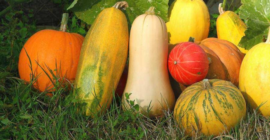 Bessan - Une grande foire et un marché aux tuques, courges et citrouilles le 31 octobre prochain à Bessan
