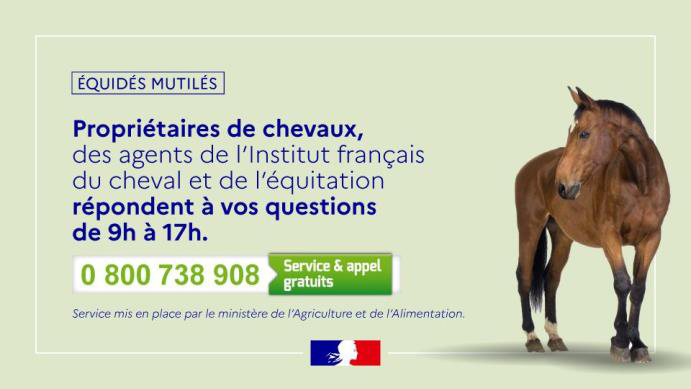 France - Le ministère de l'agriculture annonce la création d'une équipe dédiée à l'écoute des propriétaires de chevaux