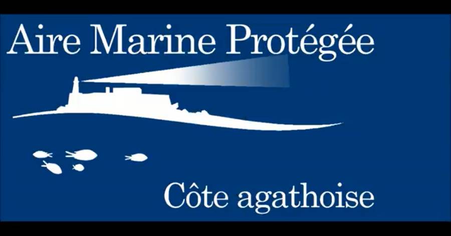 Cap d'Agde - Nouvelle rencontre avec une baleine au large du Cap d'Agde