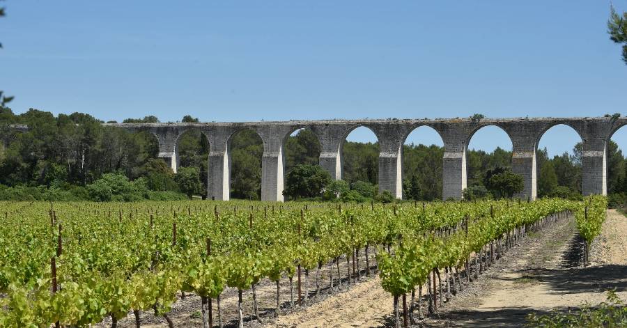 Hérault - Vendanges 2020 : Volumes et qualité au rendez-vous !