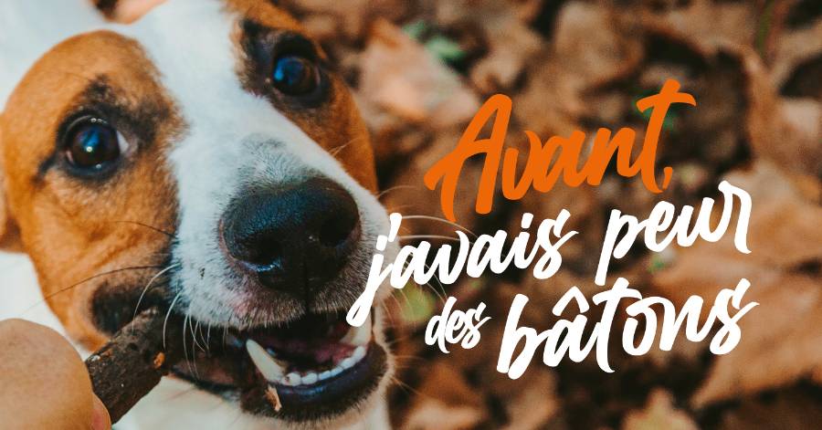 Occitanie - La SPA lance le Mois de l'adoption