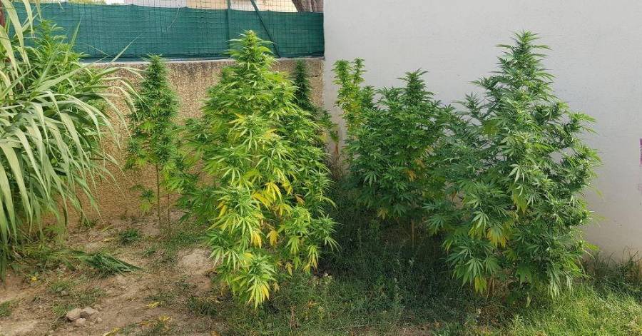 Hérault - Jardinage : Saisie de cannabis à Magalas par les gendarmes !