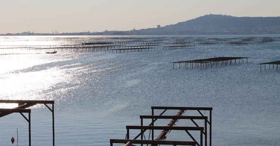 Marseillan - Animation - Embarquer avec une pêcheuse professionnelle !