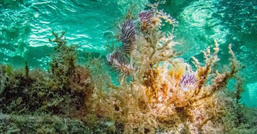 Cap d'Agde - Reconquête de la biodiversité marine agathoise !