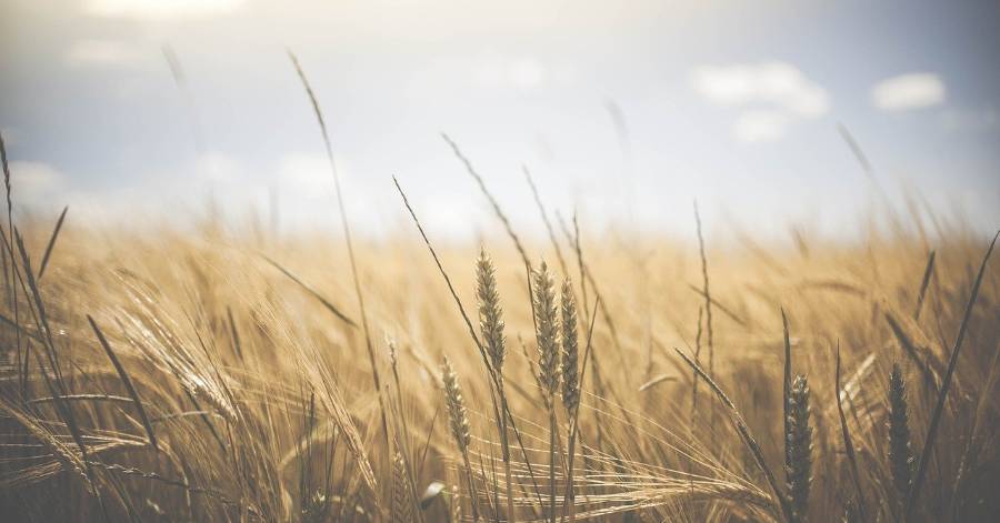 Occitanie - L'édition 2020 du recensement agricole, organisée par le Ministère de l'Agriculture et de l'Alimentation, débute ce mois-ci.