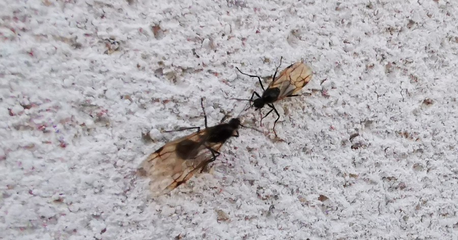 Agde - C'est le retour des fourmis volantes ? Pas de panique…