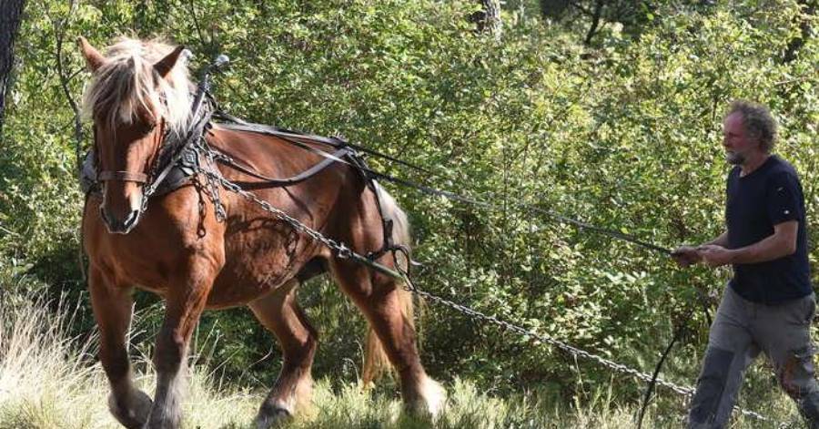 Hérault - Les travaux forestiers à cheval : une méthode respectueuse de l'environnement !