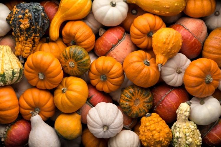 Bessan - La ville de Bessan offre des citrouilles aux Bessanais en raison de l'annulation de Tuque en Trouille