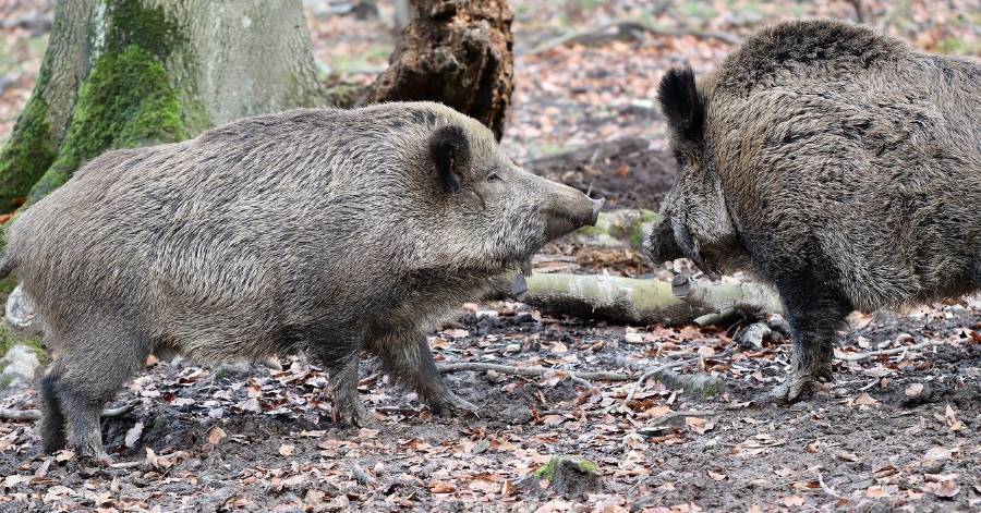 Hérault - Chasse - Arrêté de dérogation de régulation de la faune sauvage