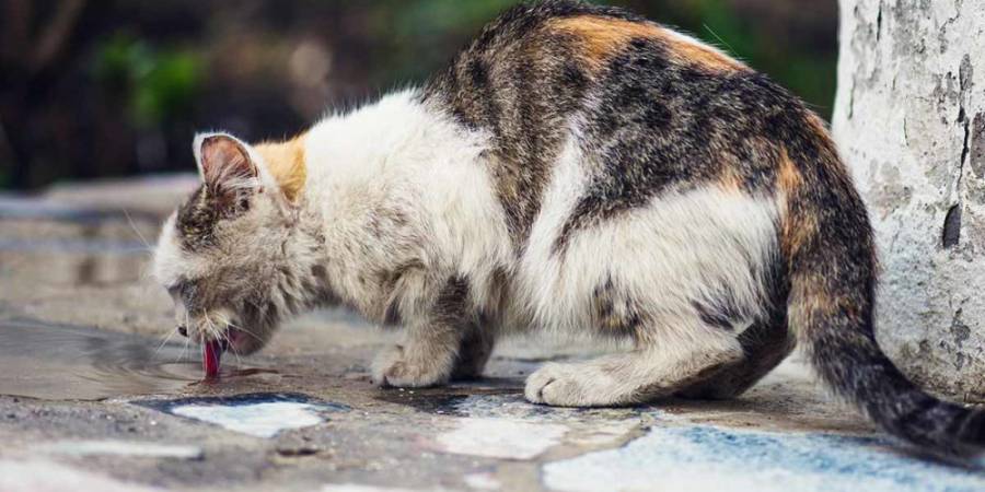 Bessan - Une campagne de stérilisation de chats errants à Bessan dès la semaine prochaine