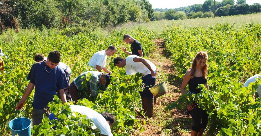 Occitanie - Le bilan des vendanges : un manque de volume historique !