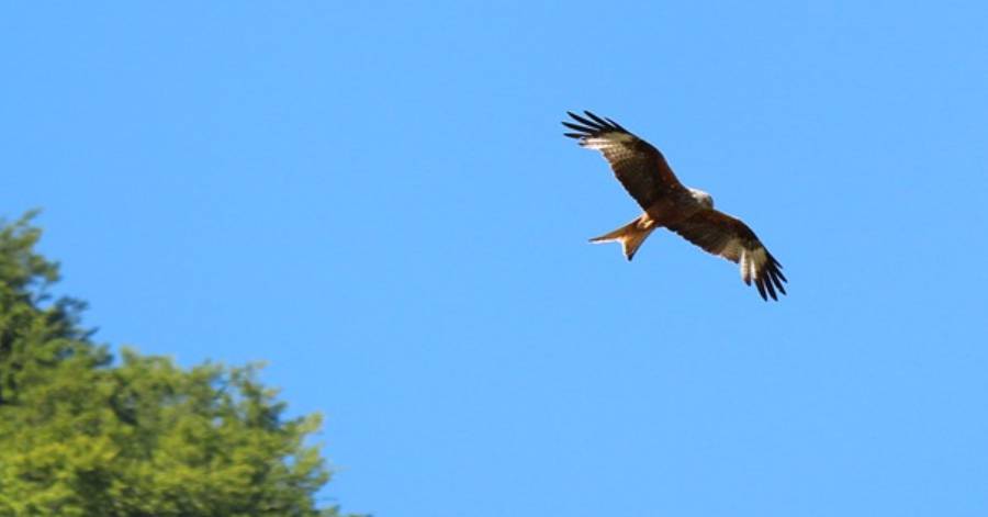 Saint-Thibéry - Un Milan royal autrichien retrouvé criblé de plombs de chasse... dans l'Hérault.