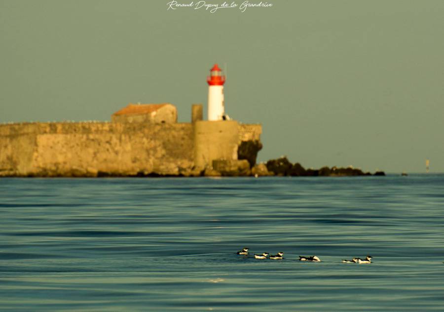 Cap d'Agde - Un soir d'automne en mer... Au large du Cap d'Agde ! Par Renaud Dupuy de la Grandrive