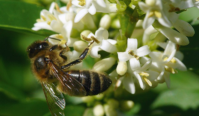 Bessan - La ville obtient le label Apicité pour son action dans la préservation des abeilles