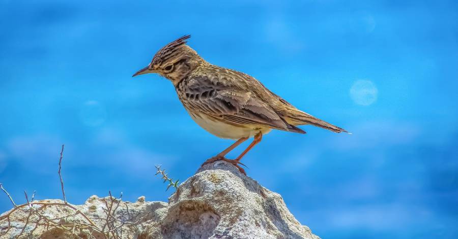 Hérault - Un Atlas de la Biodiversité Communale en garrigues