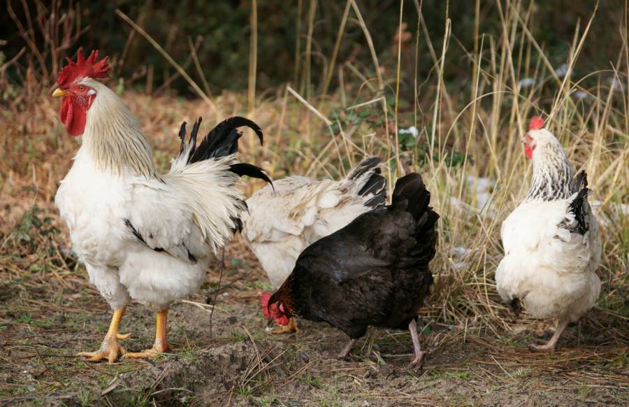 Bessan - Les propriétaires de basses cours sensibilisés à la recrudescence des cas de grippe aviaire