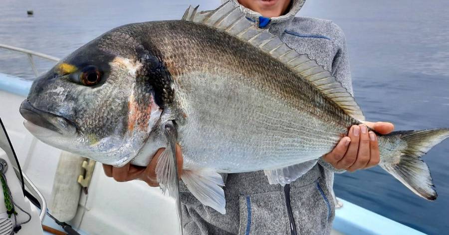 Cap d'Agde - Une daurade royale de 3,5 kg pêchée au large du Cap d'Agde !