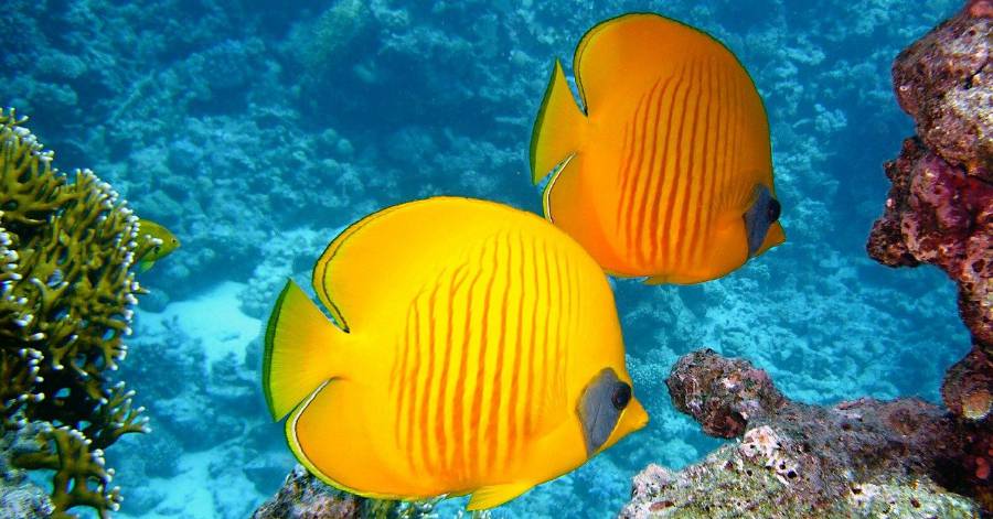 Cap d'Agde - C'est la fin pour l'Aquarium Du Cap d'Agde !