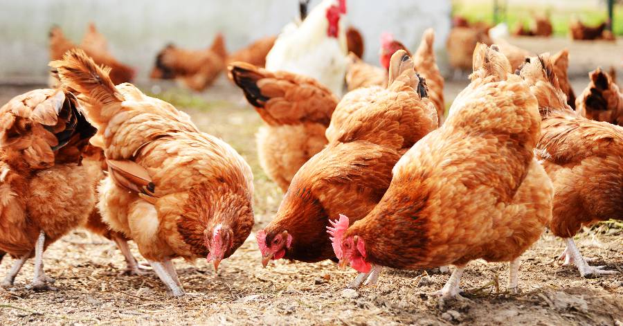 Vias - Grippe aviaire : propriétaires de volailles attention !