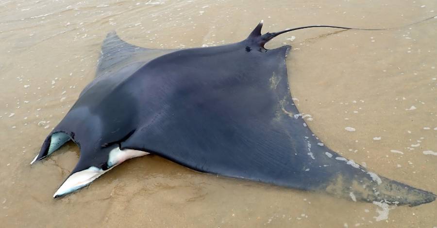 Marseillan - Un diable de mer méditerranéen de 200kg sauvé après son échouage !