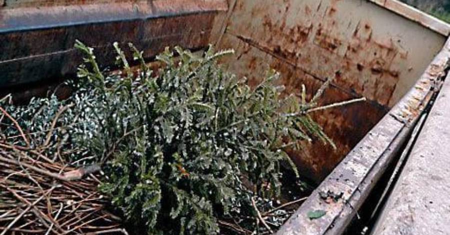 Montagnac - Où jeter son sapin de Noël : 3 points de collectes sur Montagnac