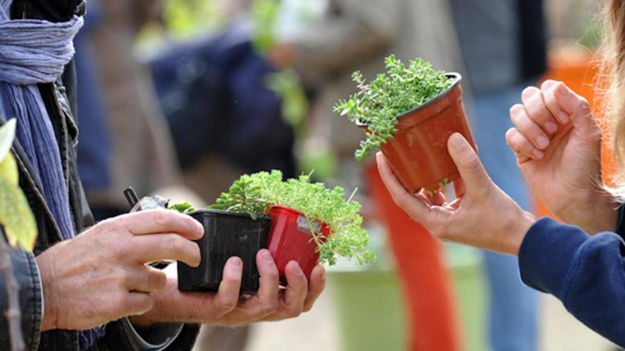 Bessan - Tuque en fleurs se prépare pour égayer la place de la Promenade le 27 mars prochain