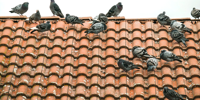 Bessan - Tout faire pour éviter la prolifération des pigeons dans le centre-ville de Bessan