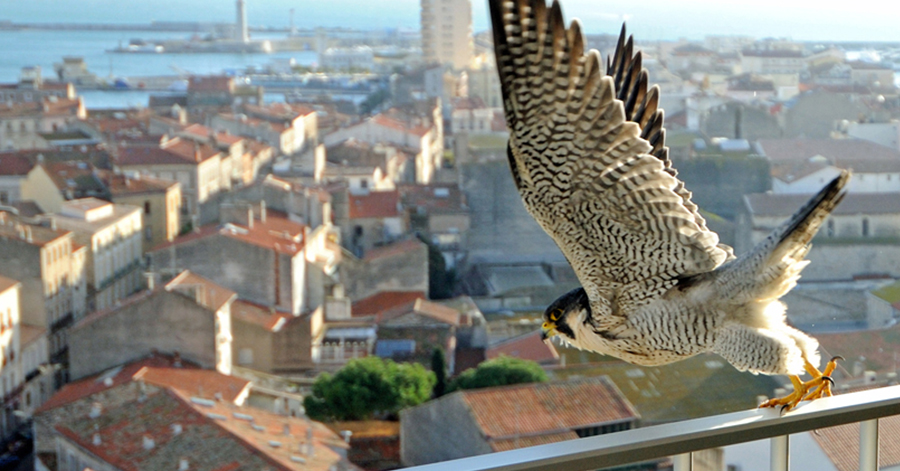 Hérault - Soutenez Cohab un projet pour favoriser la biodiversité en ville.