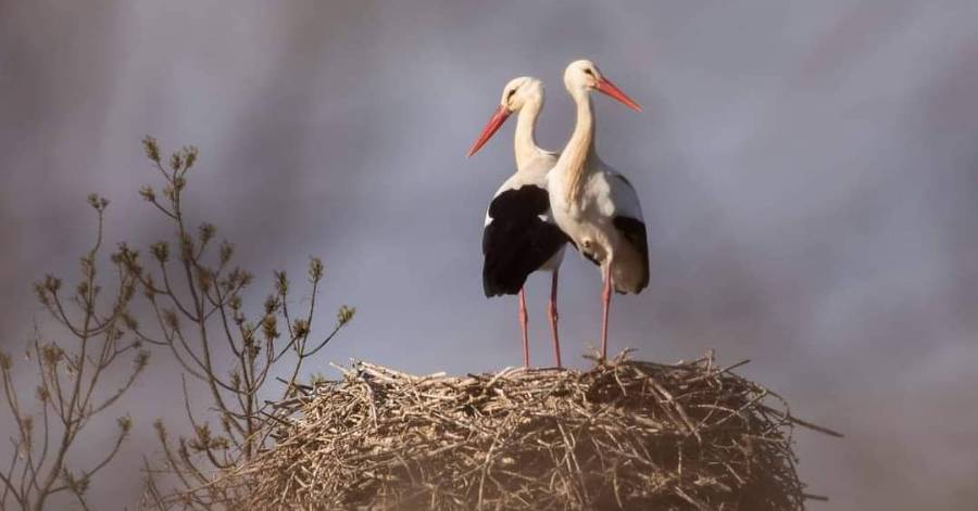 Agde - Un couple de cigognes blanches sur le territoire Agathois.