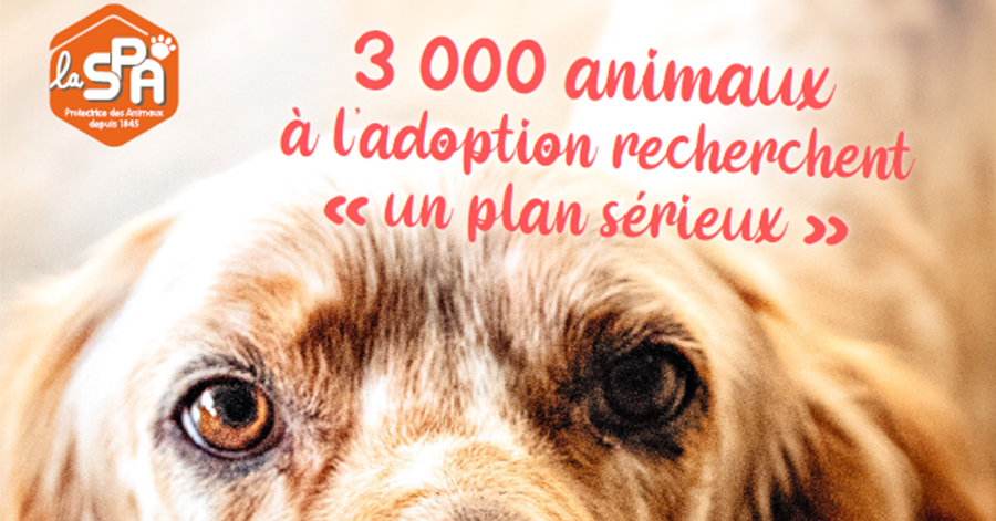 France - Saint-Valentin à la SPA 3000 animaux à l'adoption recherchent : un plan sérieux.