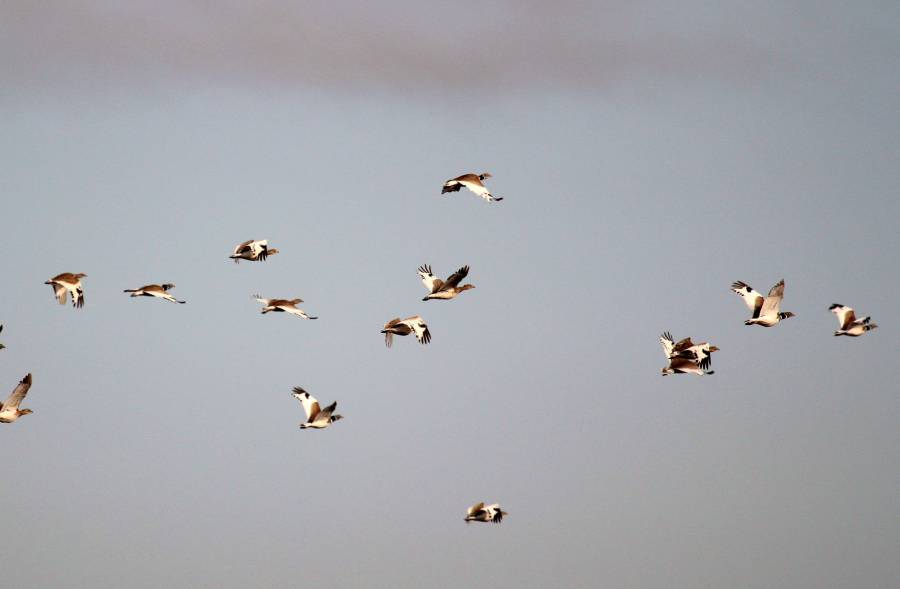 Bessan - Le traditionnel et annuel comptage des outardes canepetières a eu lieu