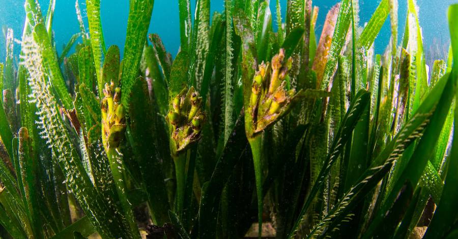 Cap d'Agde - Les herbiers de posidonies protégés par un arrêté préfectoral maritime.