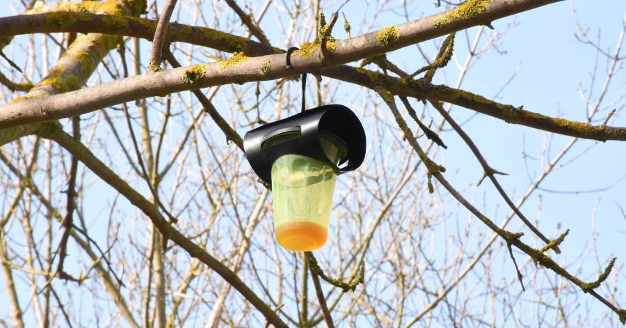 Agde - La chasse aux frelons asiatiques.