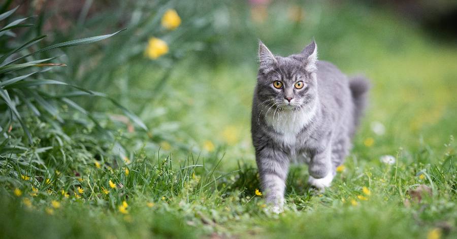 Vias - Chats Viassois : Une association aux petits soins des félins.