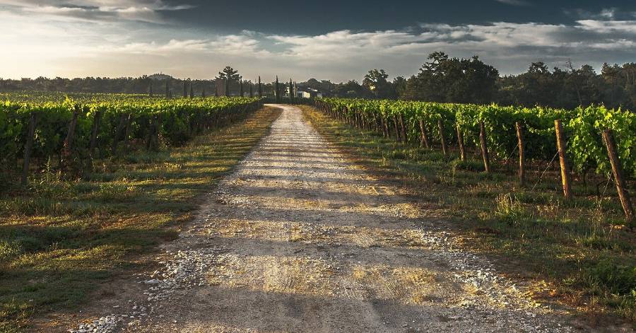 Hérault - Les vignes durement touchées par le gel.
