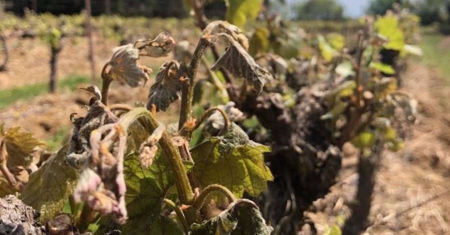 Portiragnes - Soutiens aux viticulteurs et agriculteurs