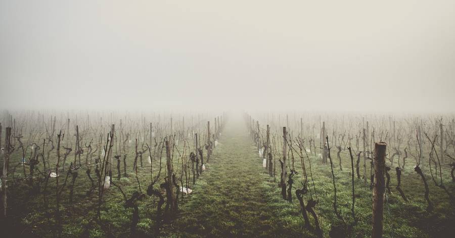 France - Gel : comment mieux assurer les viticulteurs ?