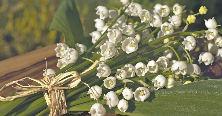 Hérault - Vente de muguet : le dispositif de l'année 2021 précisé