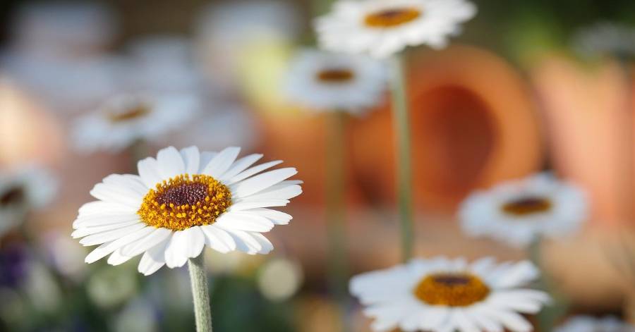Grau d'Agde - C'est le retour des Floralies ! Le 16 mai prochain au Grau d'Agde !