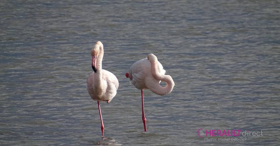 Marseillan - La ville organise un concours de photographies sur le thème de la biodiversité locale.
