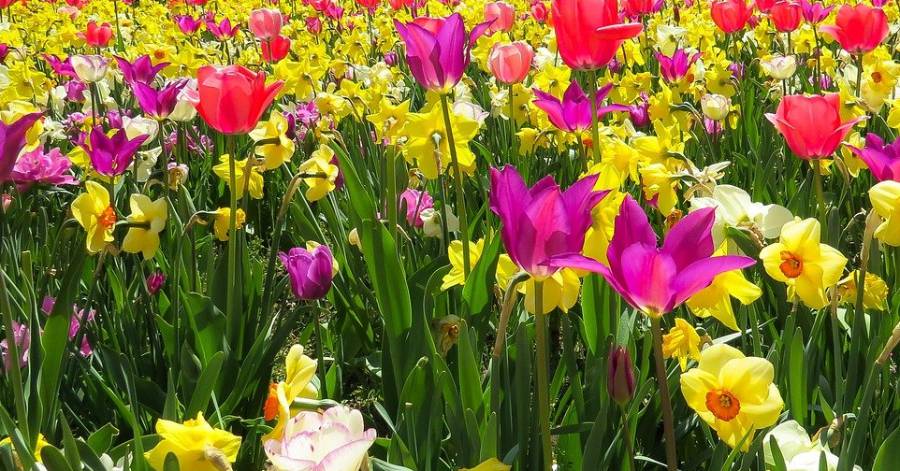 Vias - Un rendez-vous coloré le 9 mai ! Vias Terroir Fleuri !