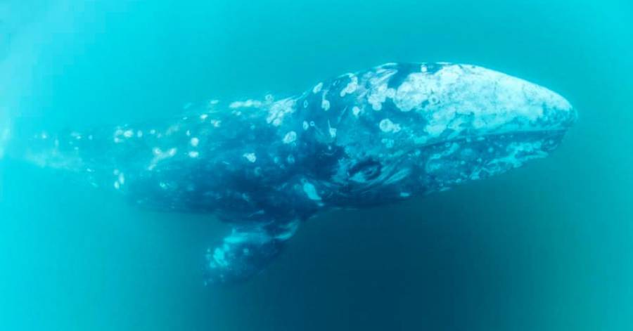 Cap d'Agde - Escort de la baleine grise qui traverse le golfe du Lion