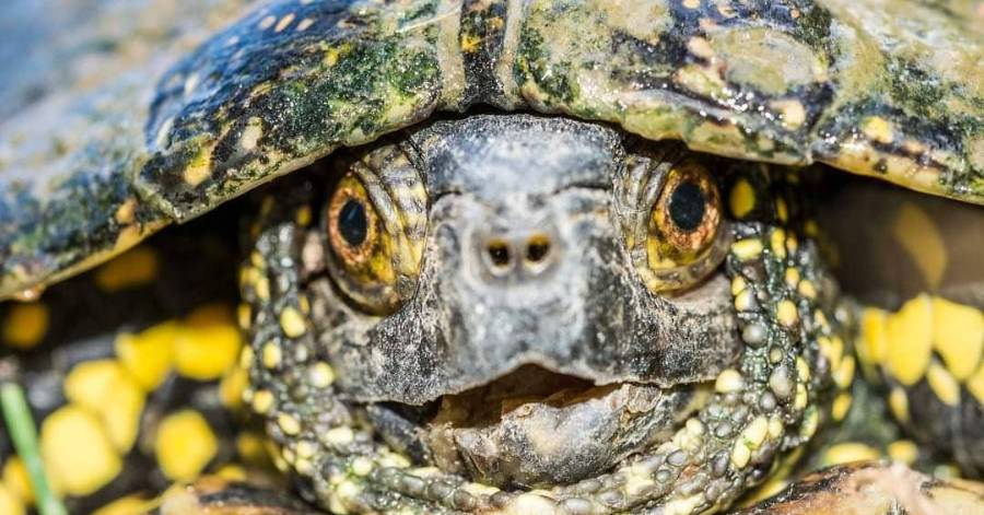 Agde - La belle Cistude d'Europe, une tortue d'eau douce en pays Agathois !