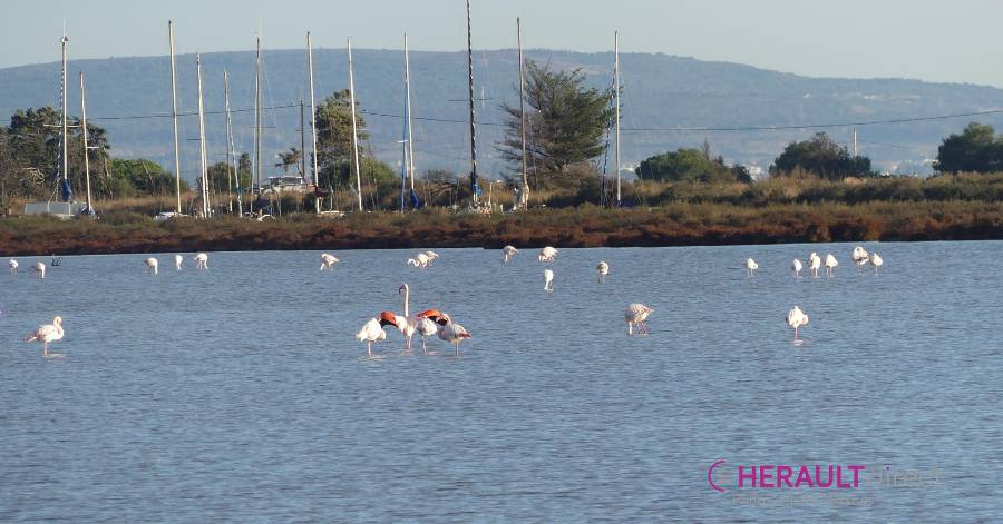 Marseillan - A partir du samedi 22 mai : Marseillan expose.