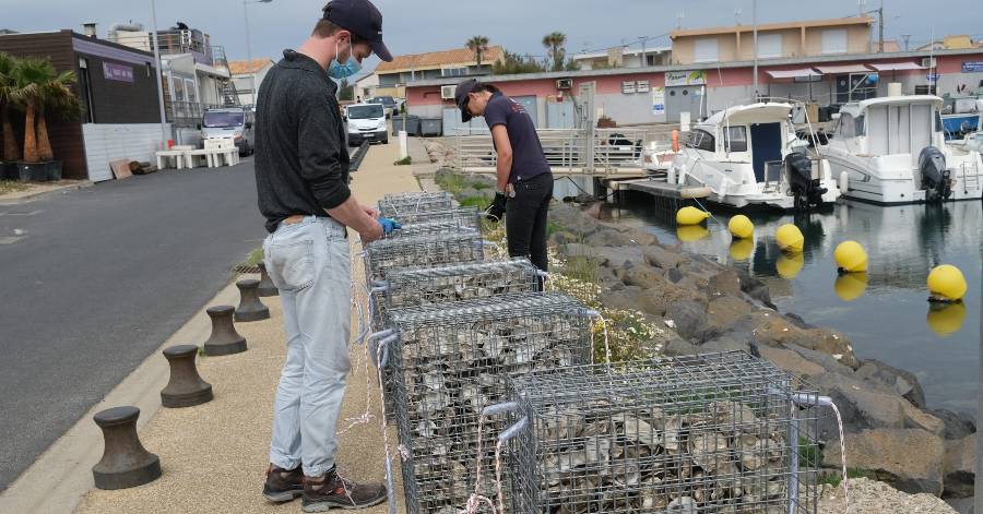 Marseillan - Les Nurseries à poissons réinstallées dans les ports