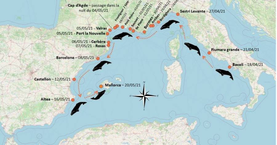 Cap d'Agde - Des nouvelles de Wally, la jeune baleine grise !