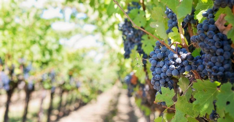 Hérault - Gel du 7 avril - Déploiement du plan national en faveur de l'agriculture